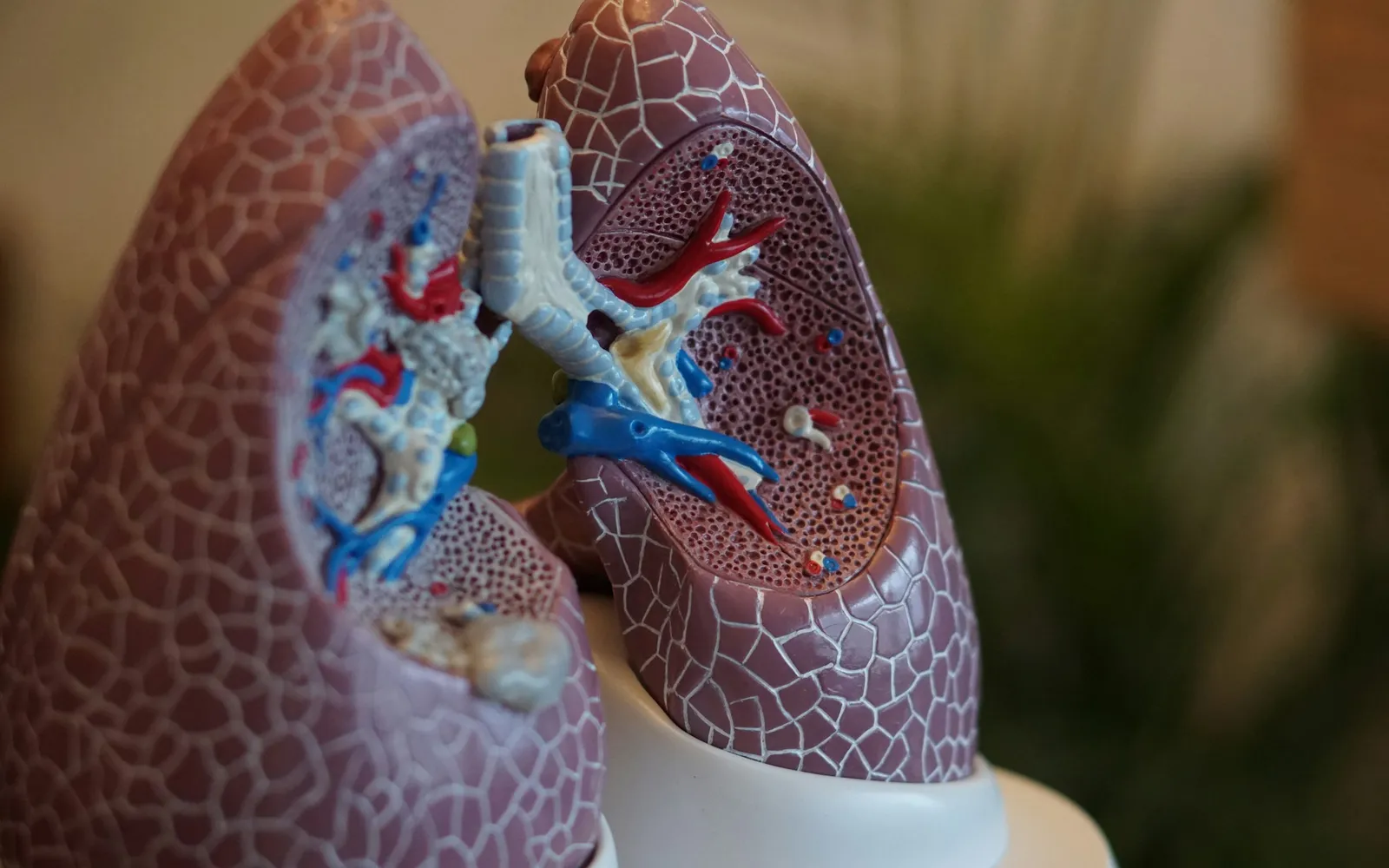 An anatomical model of human lungs, cut open to show the airways and red and blue blood vessels