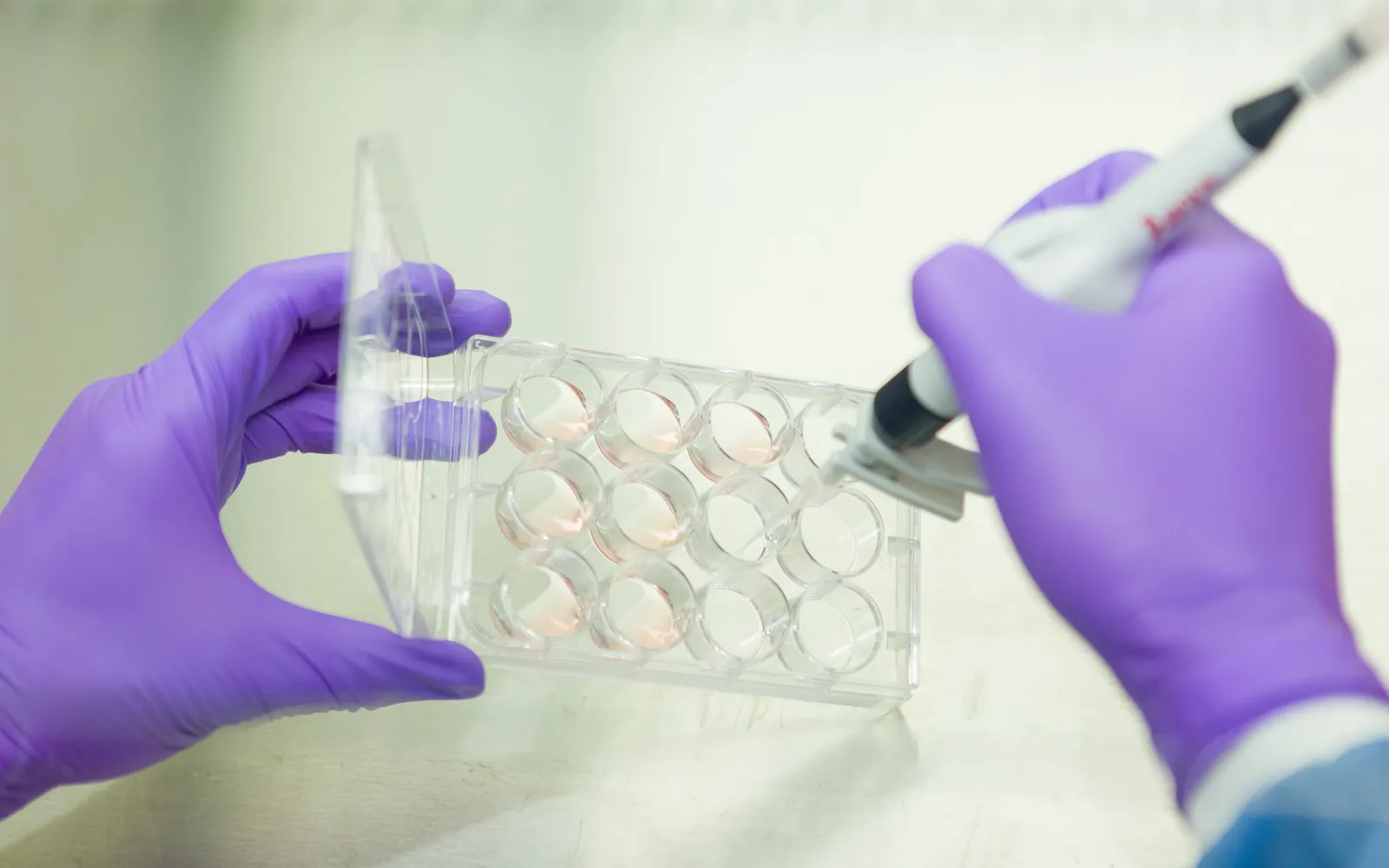 Gloved hands hold a clear plate of stem cell cultures while a pipette adds liquid to one well, in a federal research lab